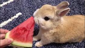 娱乐吃瓜小兔子视频下载,揭秘娱乐圈幕后故事